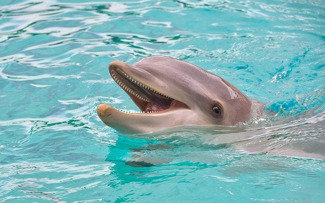 מפגש עם דולפינים